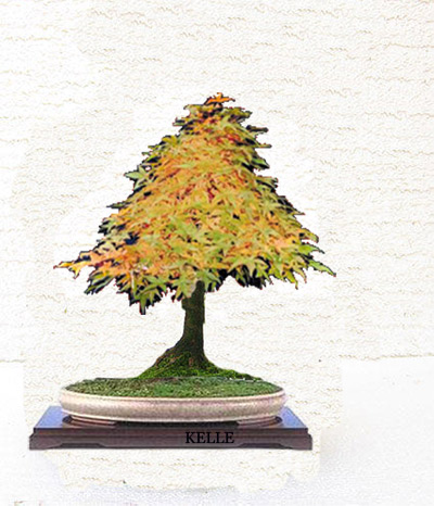 Acer-palmatum.jpg