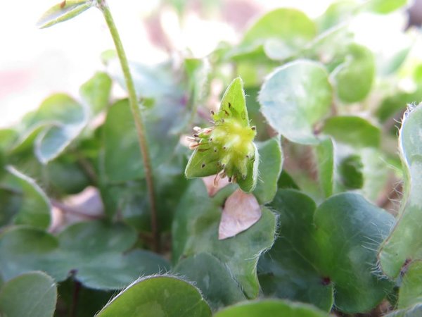 Samen an Leberblümchen