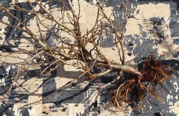 Diesen gordischen Knoten zu entwirren war unmöglich - also blieb nur wegschneiden. Es blieben erstaunlich viel Wurzeln übrig so dass für den Baum durchaus Hoffnung besteht.