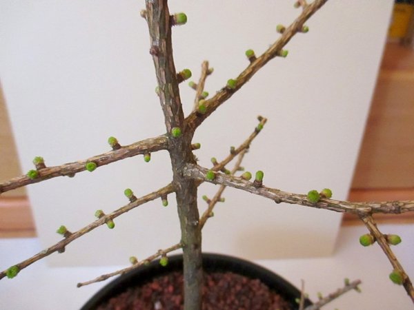 knospen.jpg