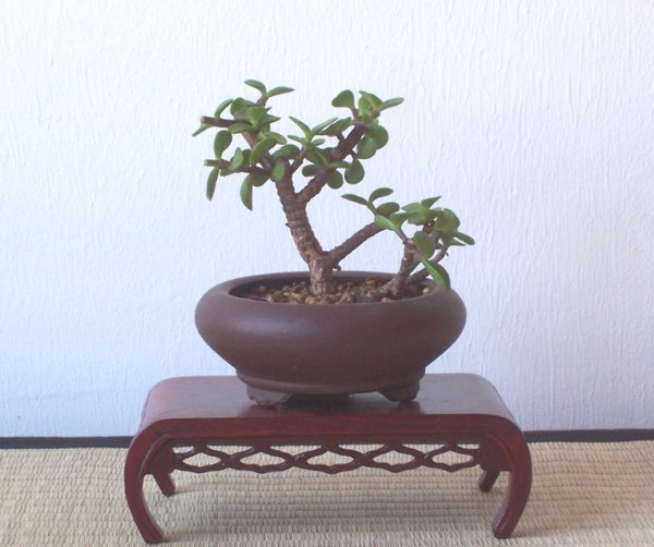 Portulacaria-Steckling.jpg
