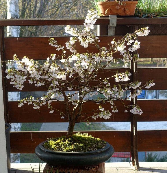 meine Fuji-Kirsche<br />Prunus incisa ‘Kojou-No-Mai’