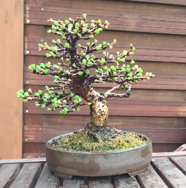 larix_shohin_090418_klein.jpg