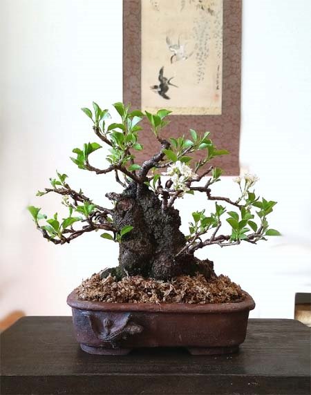 Prunus_mahaleb_forum.jpg