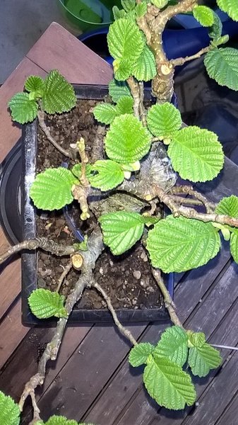 WP_20180410_06_46_59_Rich.jpg