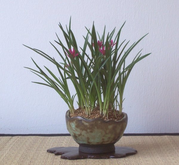 Rhodohypoxis.jpg