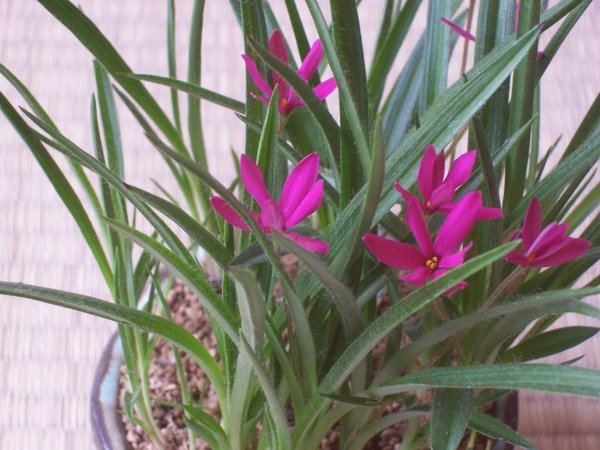 Blüten.jpg