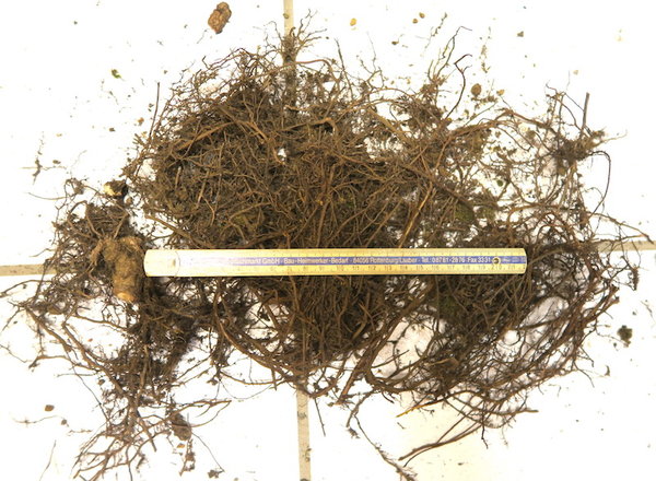 Wurzelschnitt