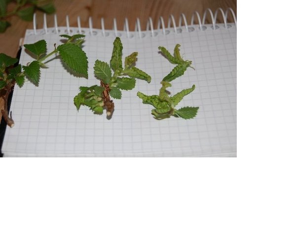 NummerSieben_Kräuselblätter_2018.jpg