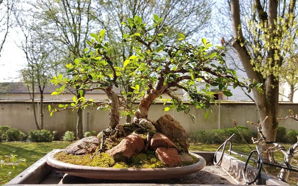 Der Baum mit Schale ist 31cm hoch.
