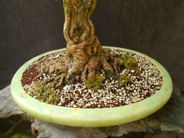 Nebari, 24 cm