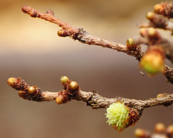 meine allererste Lärchenblüte!