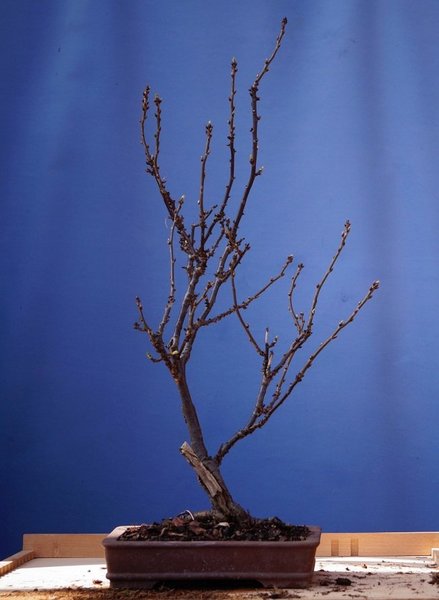 A015-April18-Ribes.jpg