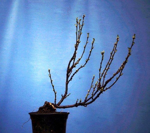 B009-April18-Ribes.jpg