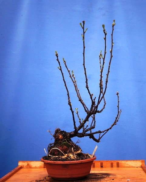 F010-April18-Ribes.jpg