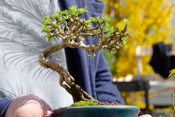 Holgers Premna