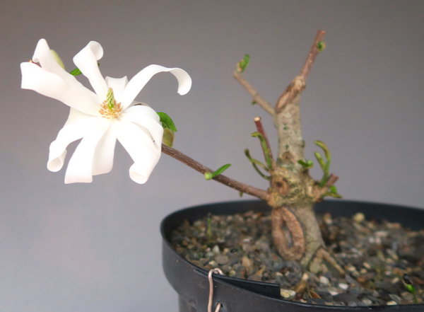 15. April