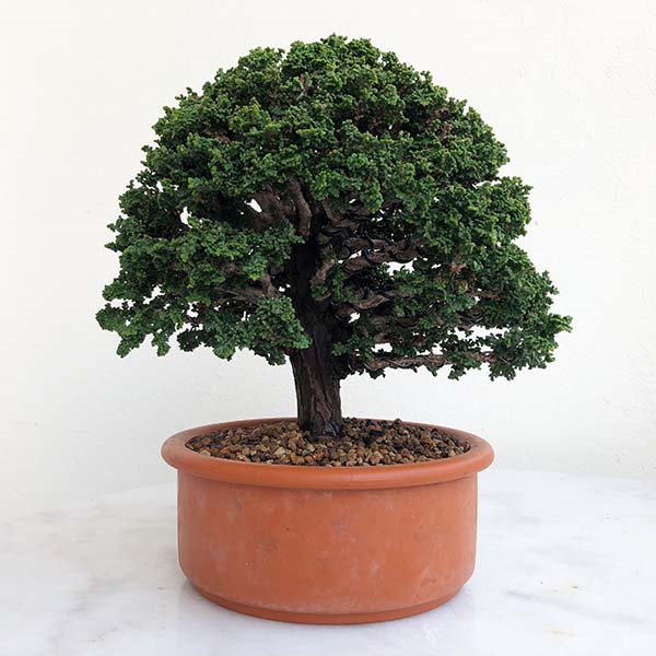 Sekka Hinoki_klein.jpg