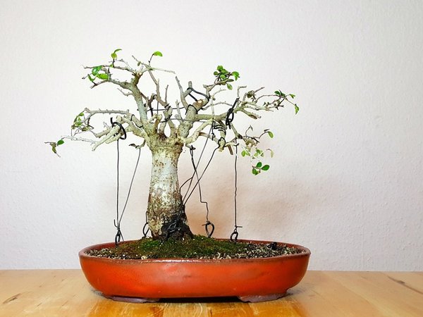 mit Schale 22cm hoch