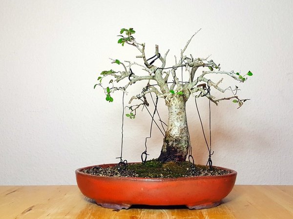 mit Schale 22cm hoch