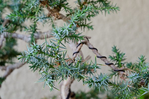 Juniperus chinensis 'blue alps'