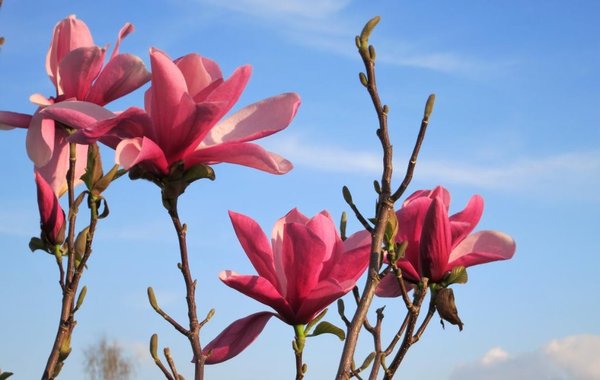 Magnolia Galaxy.JPG