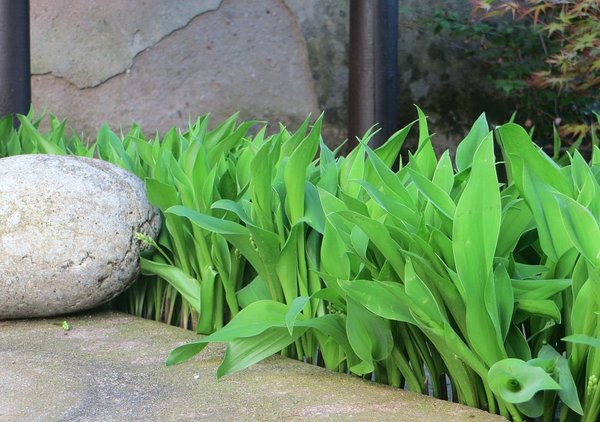 Maiglöckchen_2018-04-17_1.jpg