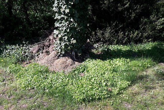 Frühlingsblüher an der Birke