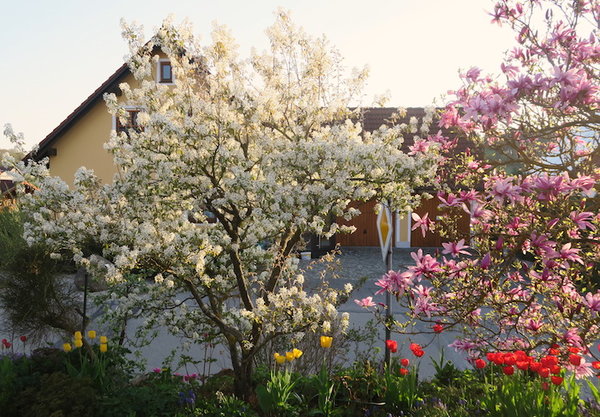 Felsenbirne