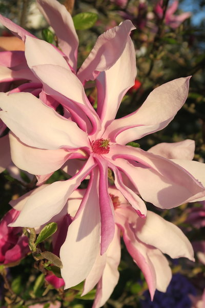 Magnolia Betty