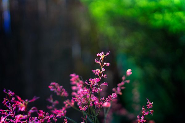 20180412-DSC07062_1Do-2.jpg