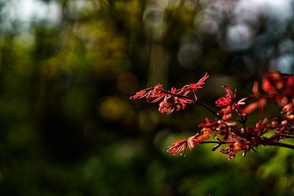 20180412-DSC07064_1Do-2.jpg