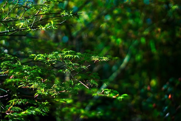20180412-DSC07065_1_1Do-2.jpg