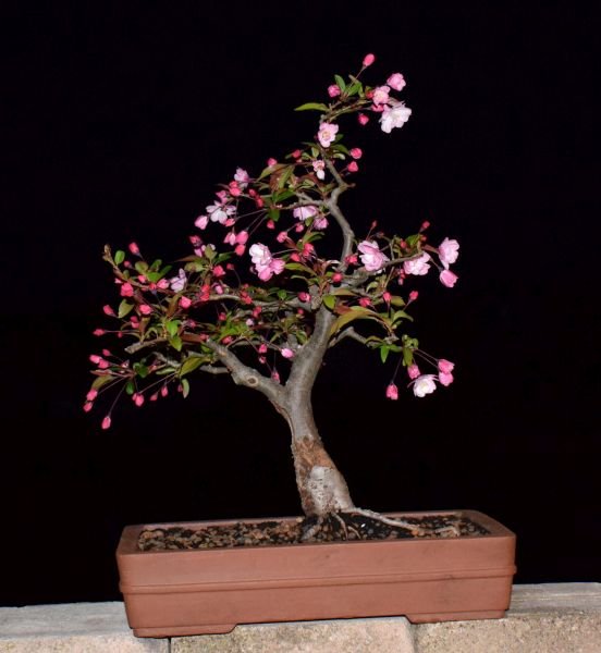 malus frühj.18-a.jpg