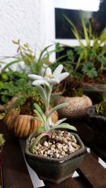 edelweiss.jpg