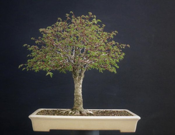 Zelkova Serrata 20.4.2018.JPG