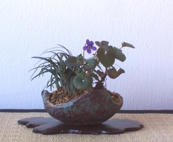 Veilchenblüte.jpg