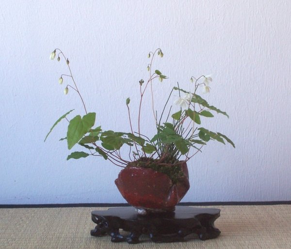 Elfenblume.jpg