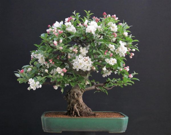 _Malus 21.4.18.JPG