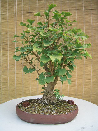 Neuzugang Ginkgo
