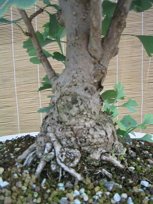 Nebari
