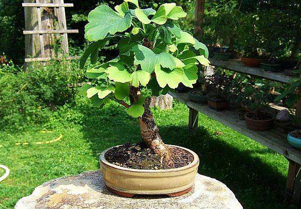 Ginkgo3_06.jpg