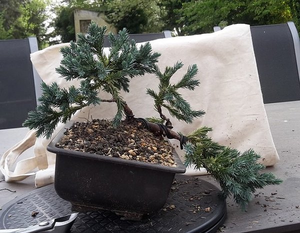 Juniperus Sqamarta Blue Star 22-4-2018.jpg