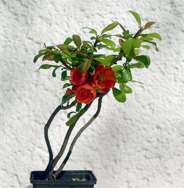 chinesischer Zierquitten-Rohling