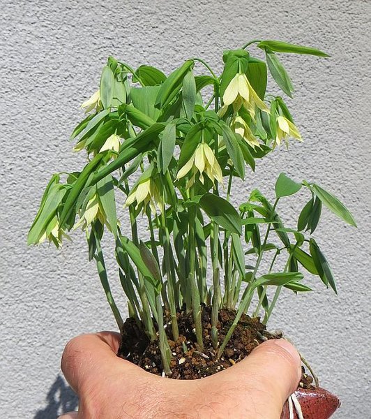 Uvularia_2018-04.jpg