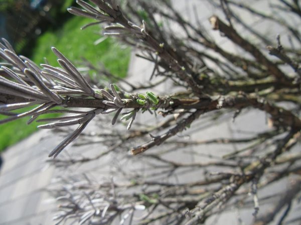 IMG_8671.JPG