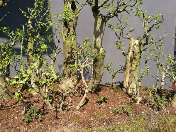 mein "Schnitt vom Wald"