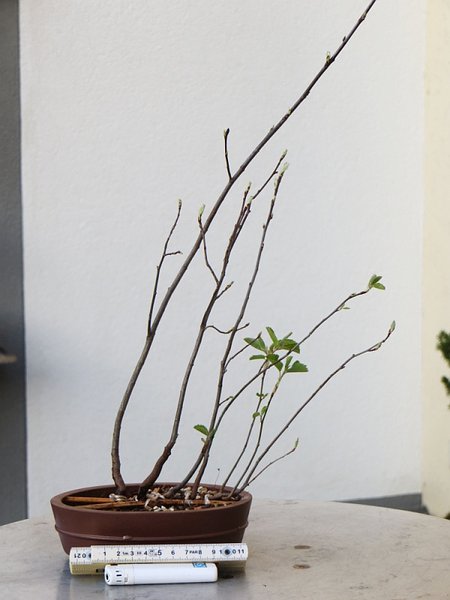 BFF-2_Amelanchier.jpg