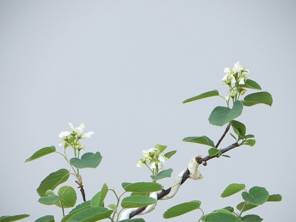 BFF-5_Amelanchier.jpg