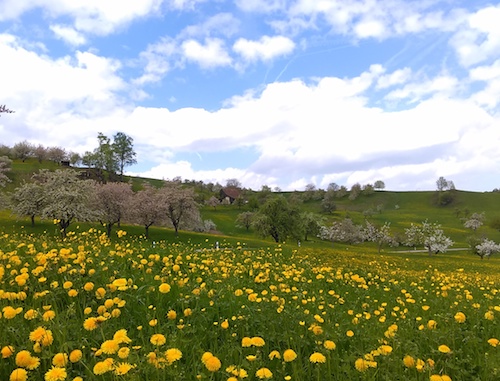 spring2.jpg